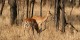 Tanzanie - 2010-09 - 138 - Serengeti - Impalas